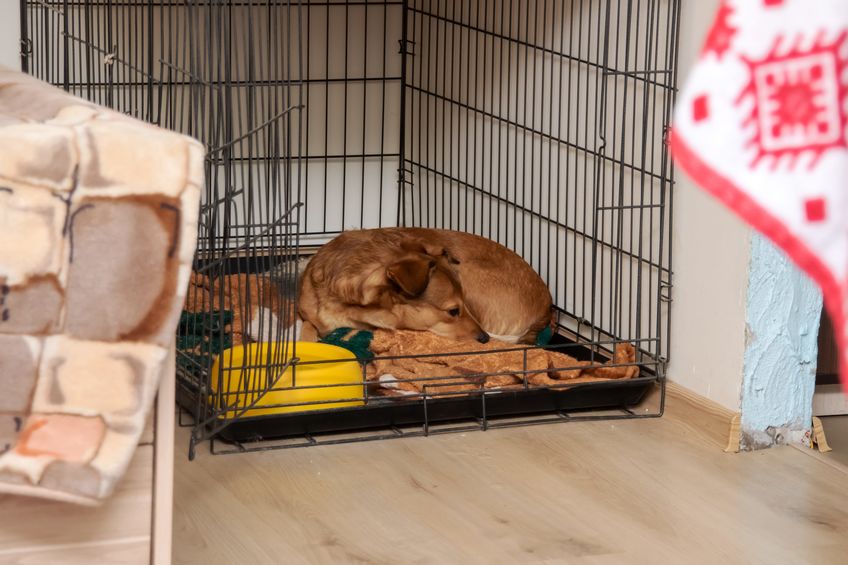 a dog is peacefully sleeping inside a crate that contains food for its nutrition and wellbeing, ensuring it has everything it needs